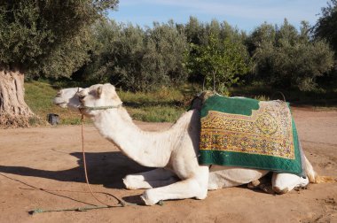 White camel resting in Marrakech,Morocco