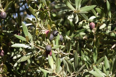 Olives on branch at Marrakech