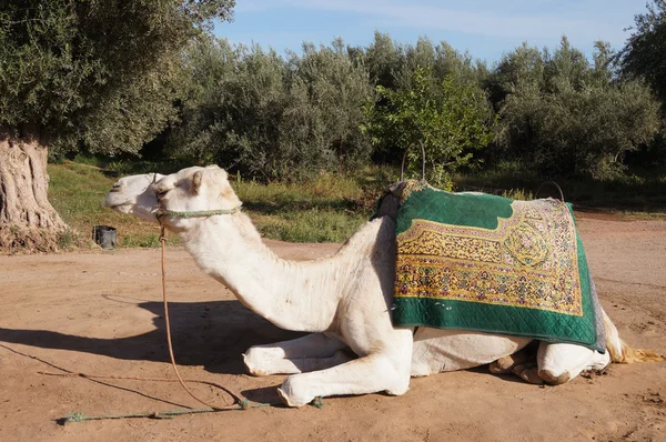 Camello blanco descansando en Marrakech, Marruecos — Foto de Stock