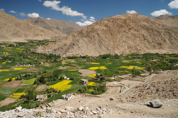 Beautiful  bright yellow rape field, green trees and traditional — 스톡 사진