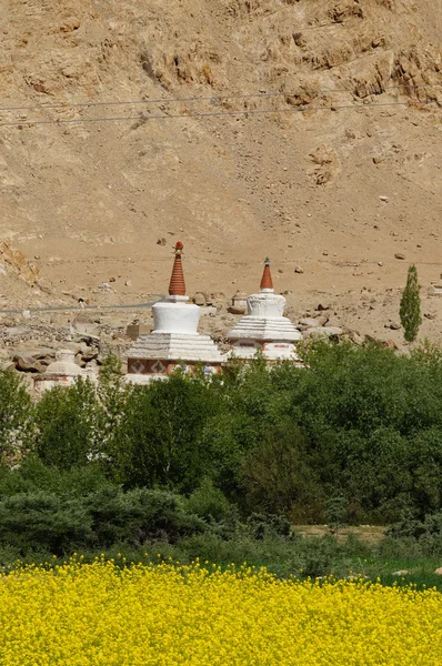 Stupas du monastère de Chemrey en juillet, Leh, Ladakh, Inde — Photo