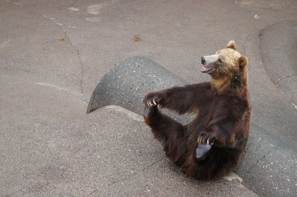 Lächelnder Braunbär — Stockfoto