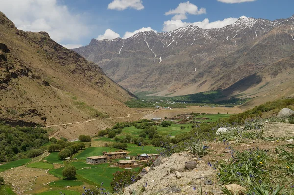 Belo oásis no verão, Ladakh, Índia — Fotografia de Stock