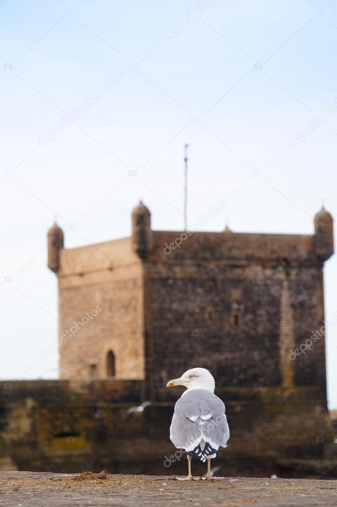 Seagull in front of  the fortress of Castelo Real of Mogador at 