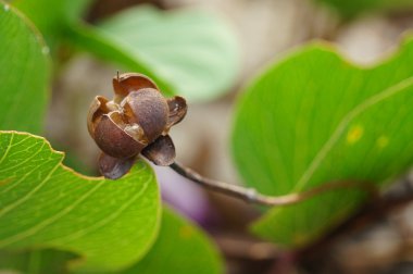 Meyve plaj sabah zafer