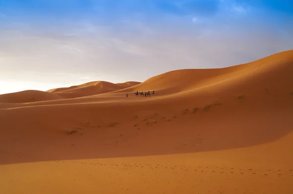 Grupo de turistas que viajan en camello en medio del Sahara — Foto de Stock