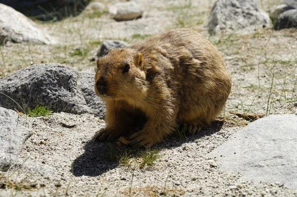 A Marmot at Ladakh — Stock Photo, Image