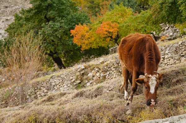 Brown cow eating in the fields on a beautiful autumn day — Stock Photo, Image