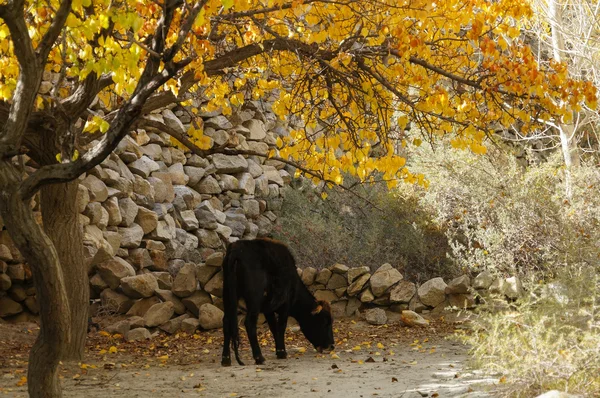 Little calf in autumn,Hussaini,Northern Pakistan — Stock Photo, Image