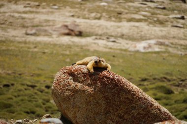 Marmot Pangong Gölü Ladakh, Hindistan giderken