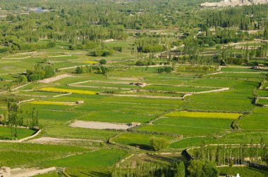 Arpa alan Leh, Ladakh, Hindistan Thiksey Monastery yakınındaki