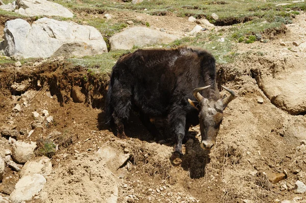 Yak grazing in Himalayas. Ladakh, India — Stock Photo, Image