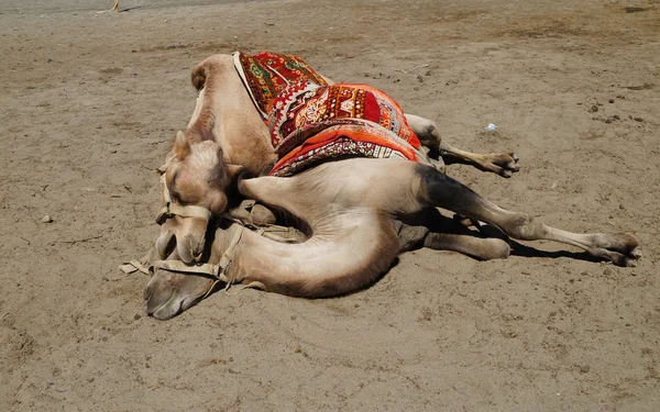 Los camellos bactrianos están jugando juntos en la aldea de Hunder, Nubra — Foto de Stock