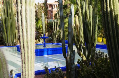 Jardin majorelle Bahçe Marrakesh, morocco