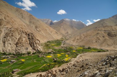 Güzel parlak sarı tecavüz alanı, yeşil ağaçlar Ladakh, Hindistan