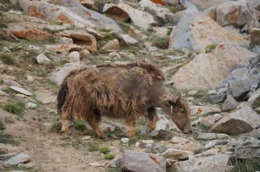Khardungla, Ladakh, Hindistan yakınındaki Vadisi'nde yak