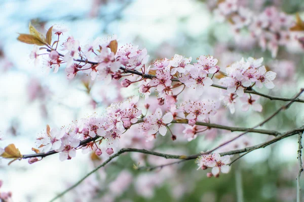 Pink Chinese plum flowers or Japanese apricot flowers, plum blos