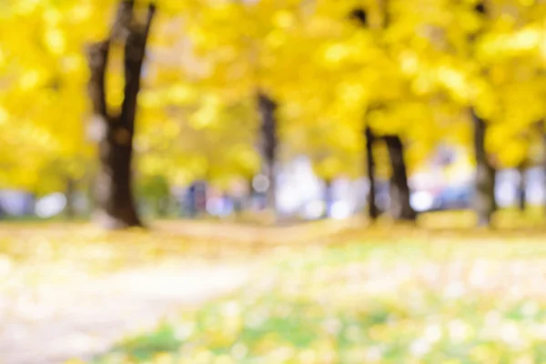 Autumn trees out of focus, natural bokeh background — Stock Photo, Image