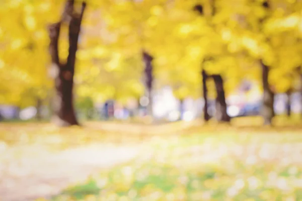 Autumn trees out of focus, natural bokeh background — Stock Photo, Image