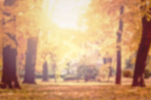 Autumn trees out of focus, natural bokeh background — Stock Photo, Image