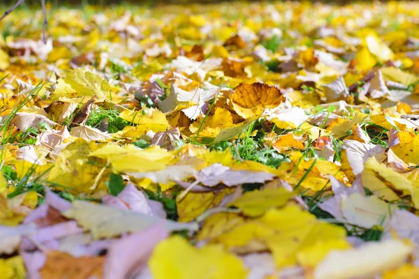 Renkli bklur sonbahar yaprakları — Stok fotoğraf