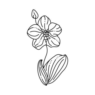 Moda Minimalist Liner tarzında Orkide Çiçeği. Vektör Çiçek İllüstrasyonu