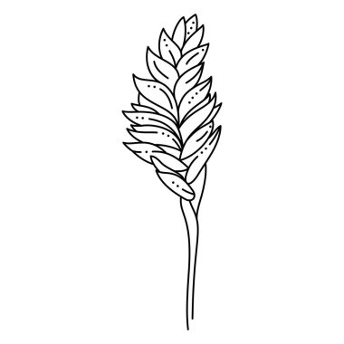 Trendi Minimalist Liner tarzında Vriesea Tropikal Çiçeği. Vektör Çiçek İllüstrasyonu