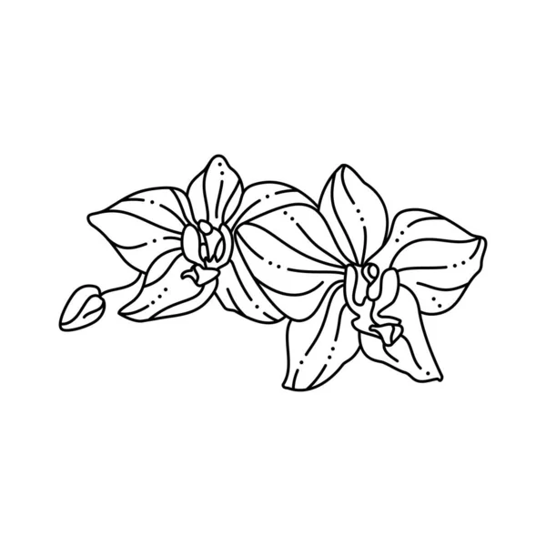 Orchid Flower in a Trendy Minimalist Liner Style (en inglés). Ilustración floral vectorial — Archivo Imágenes Vectoriales