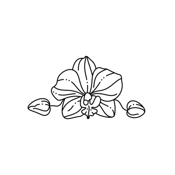 Fleur d'orchidée dans un style minimaliste de doublure à la mode. Illustration florale vectorielle — Image vectorielle