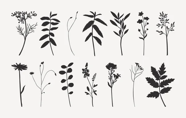 Moda Minimalist Tarzı ile Vahşi Çiçekler Siluetleri. Monokrom Renklerinde Vektör Bitkiler Çizimi — Stok Vektör