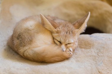 Bir Fennec Fox esaret altında uyuyor.
