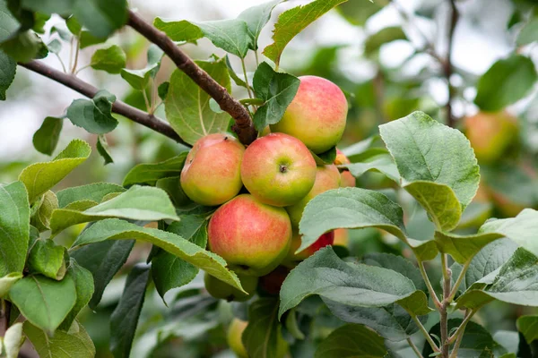 Rote Reife Äpfel Einem Zweig Vor Grünem Laub Nahaufnahme Einem — Stockfoto