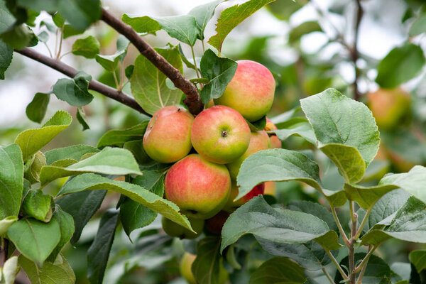 Red ripe apples on a branch against a background of green foliage. Close-up on a sunny day. Siberia