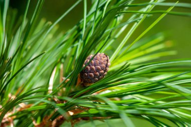 Tüylü yeşil bir dalda iğnelerle kaplanmış taze bir sedir konisi. Yakın çekim, seçici odaklanma