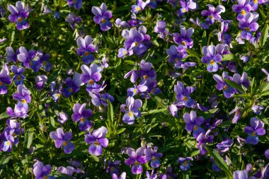 Yeşil yapraklı parlak leylak menekşeleri. Güneşli bir günde yakın çekim. Seçici odak