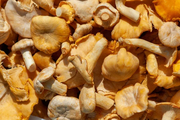 Vers Geplukte Cantharellen Boschampignons Cantharellus Cibarius Close Een Zonnige Dag — Stockfoto