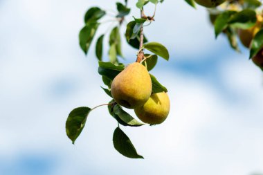 Mavi gökyüzüne karşı bir dalda olgun armutlar. Güneşli bir günde yakın çekim. Seçici odaklanma. Sibirya