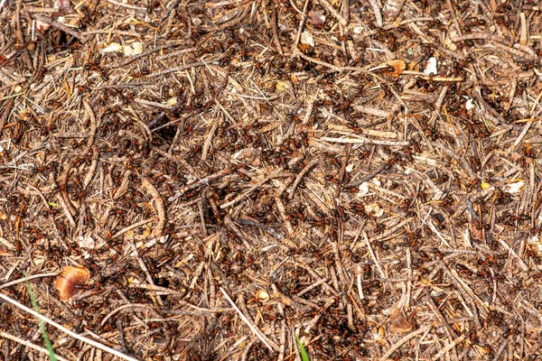 Colony Red Forest Ants Close Sunny Summer Day — Stock Photo, Image