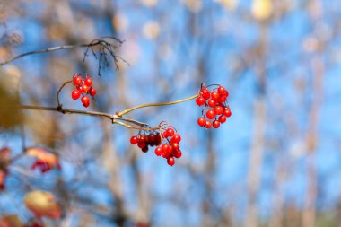 Güneşli bir sonbahar gününde bir dalda olgun viburnum üzümü (Viburnum opulus). Mavi gökyüzü arkaplanına yakın plan
