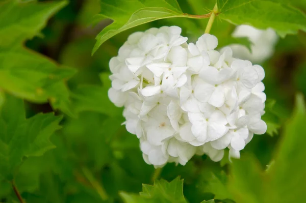 Пушистый Viburnum Buldenezh Цветок Весеннем Саду Крупным Планом Фоне Зеленых — стоковое фото