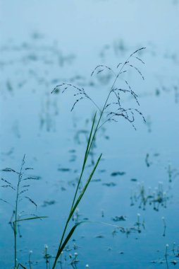 Meadow fescue (Festuca partensis) ay ışığında su bitkisinin arka planına karşı. Yakın plan.