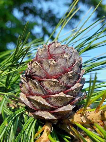 Rama Cedro Esponjoso Con Agujas Largas Bulto Cedro Joven — Foto de Stock