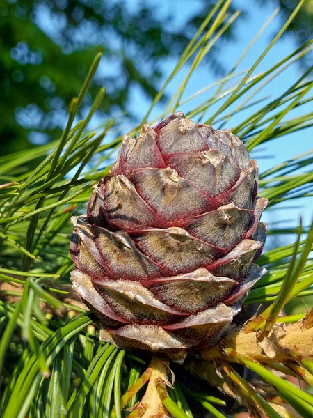 Rama Cedro Esponjoso Con Agujas Largas Bulto Cedro Joven — Foto de Stock