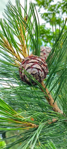 Rama Cedro Esponjoso Con Agujas Largas Bulto Cedro Joven — Foto de Stock