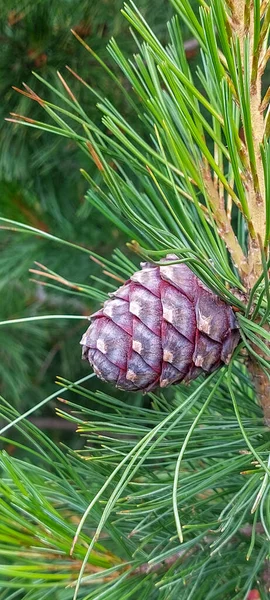 Fluffigt Cederträ Branche Med Långa Nålar Och Unga Cederträ Bump — Stockfoto