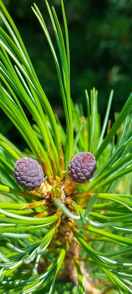 Cono Cedro Joven Crecimiento Sobre Una Esponjosa Rama Verde Cubierta — Foto de Stock