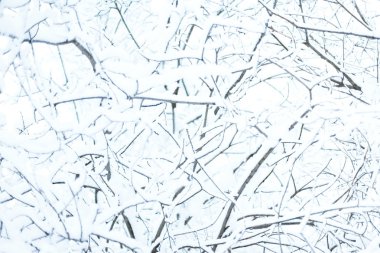 karlı ağaç dalları 