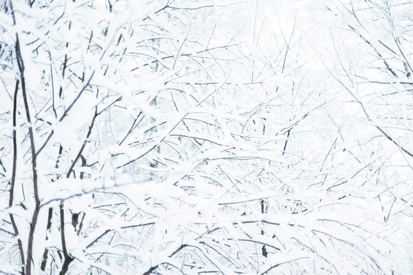 Snöiga trädgrenar — Stockfoto