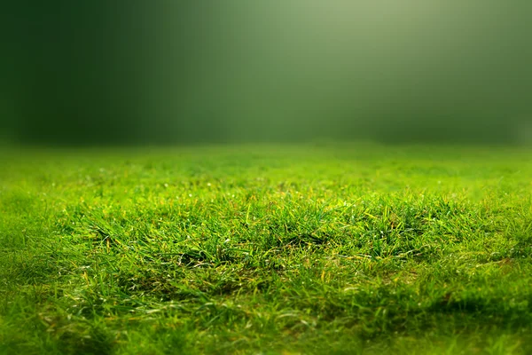 Naturligt grönt gräs bakgrund — Stockfoto