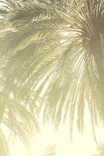 Пальмові дерева під час заходу сонця — стокове фото